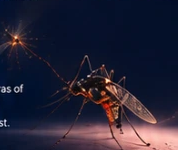 Insect in het aangeleverde ontwerp
